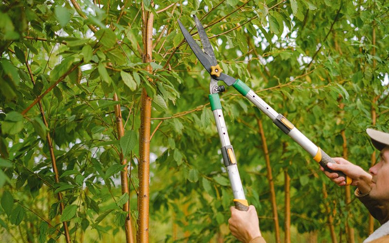 Tree trimming in Warner Robins, GA